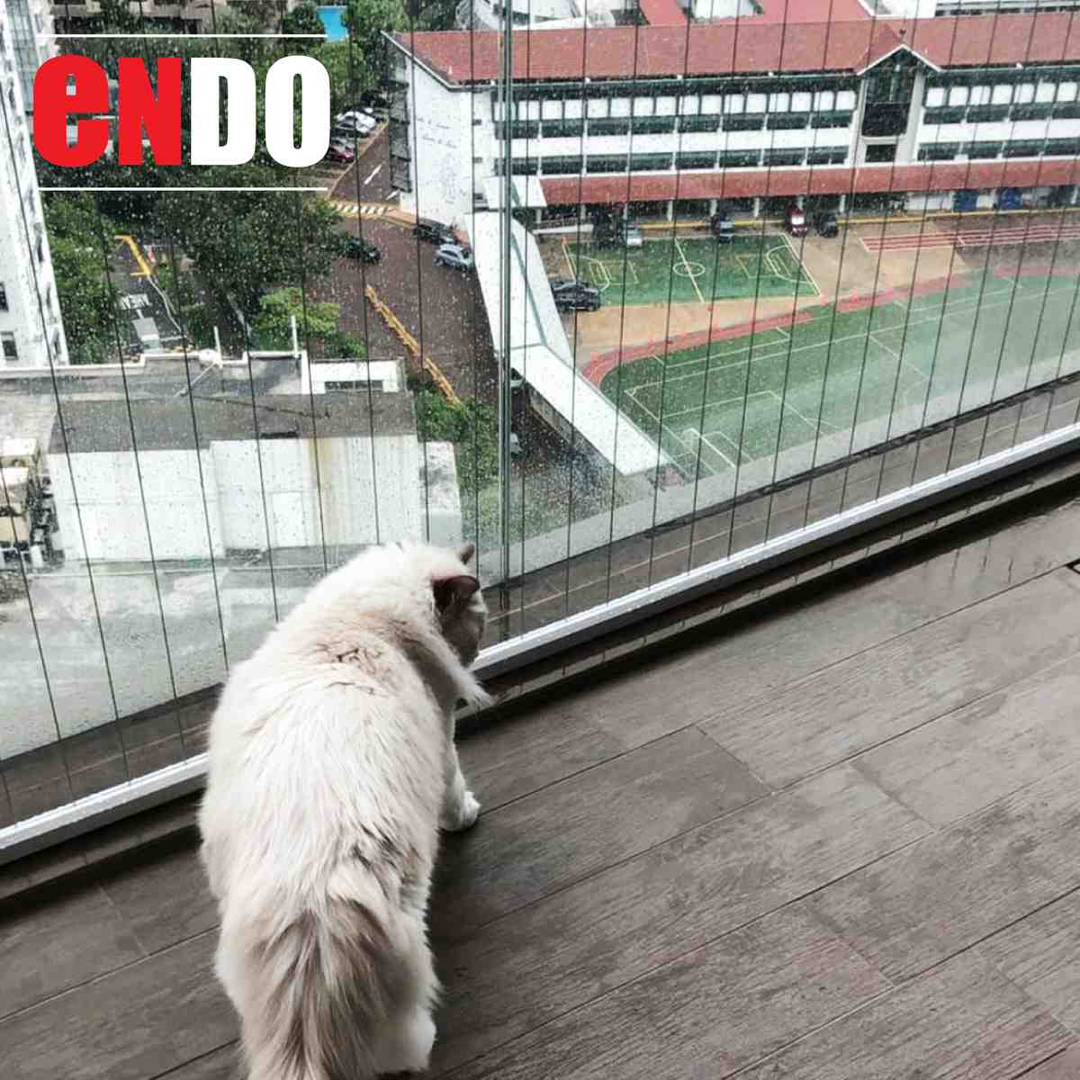 White cat safely viewing rainy balcony through cat-proof invisible grille