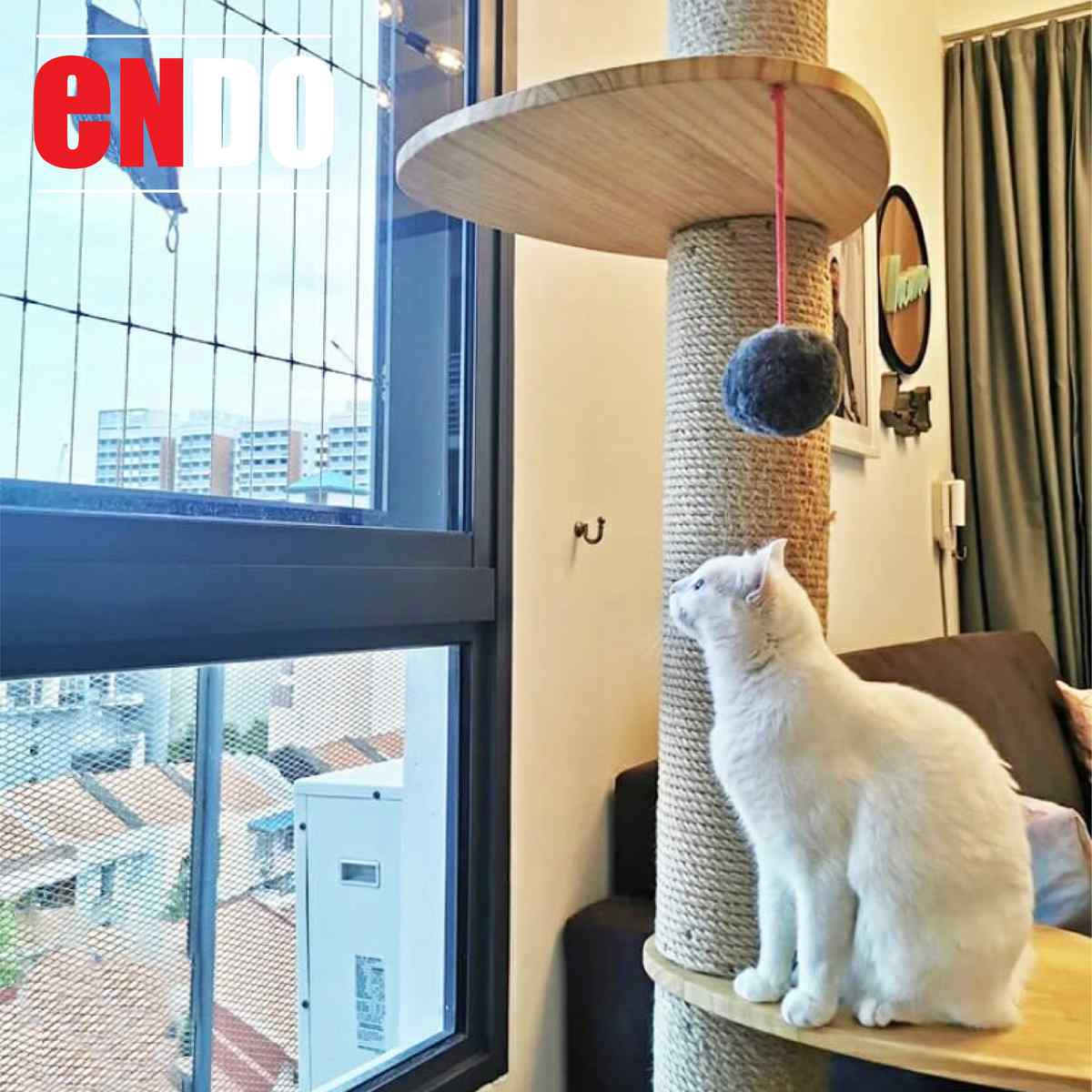 White cat with heterochromia eyes sitting on a balcony behind invisible grille