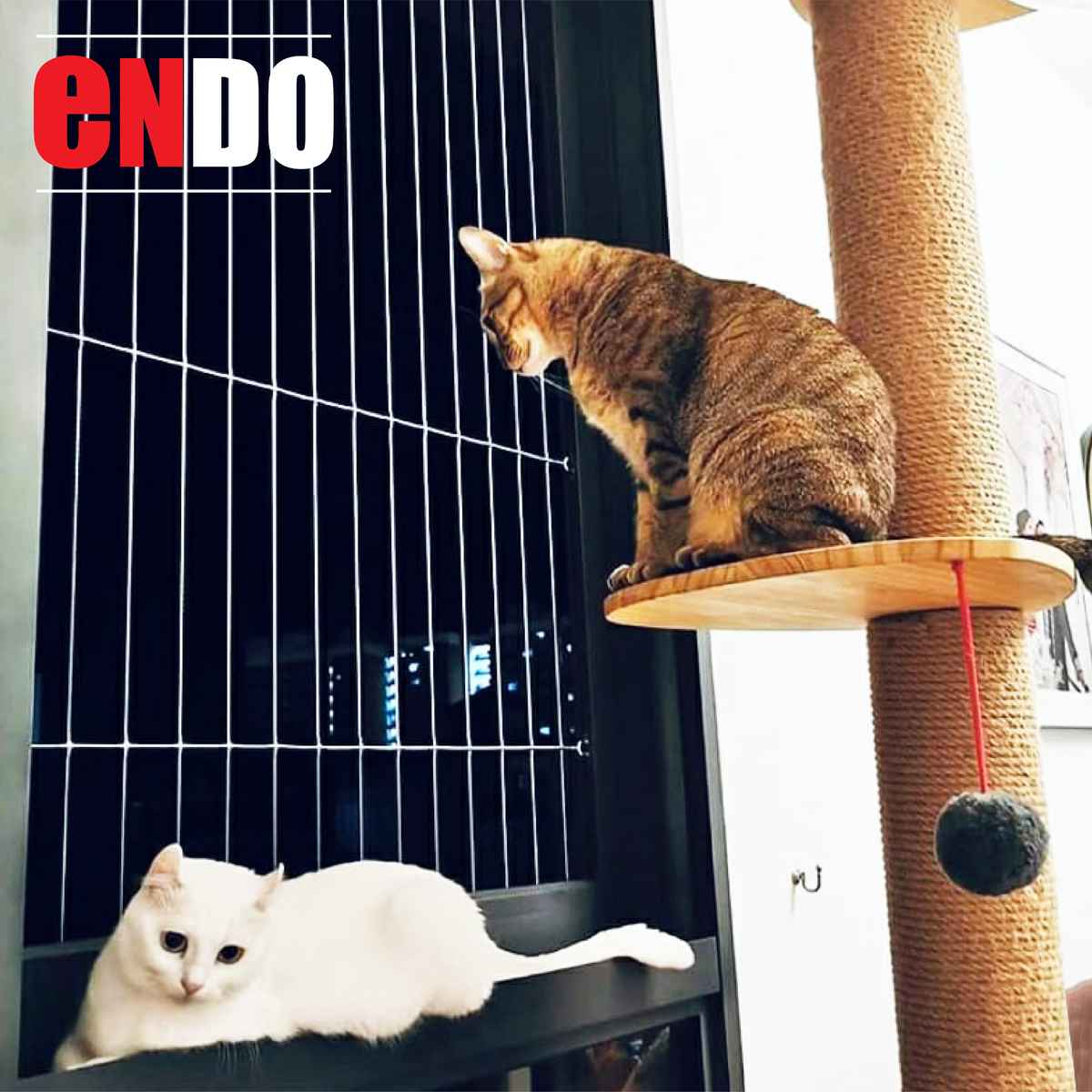 Two cats near a scratching post and a window fitted with invisible grille